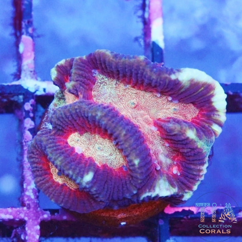 Ultra Platygyra, LPS coral