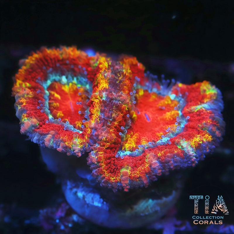Ultra Rainbow Acan Frag, LPS coral