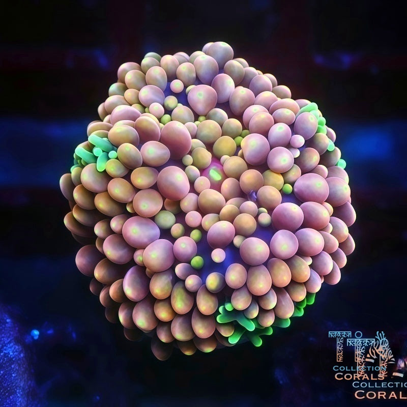 Ultra Rainbow Florida Ricordea Frag, soft coral