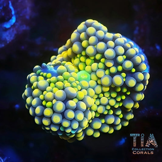 Ultra Yellow Florida Ricordea