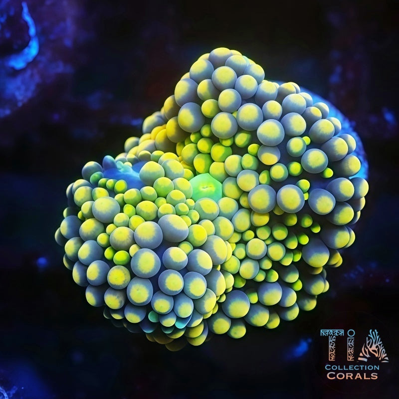 Ultra Yellow Florida Ricordea Frag, soft coral