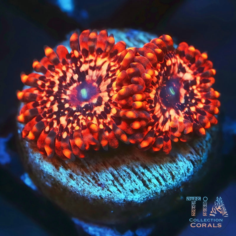 Utter Chaos Zoanthids, soft coral
