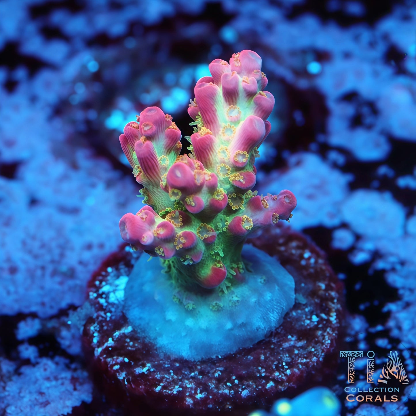 VIVID Confett's Acropora
