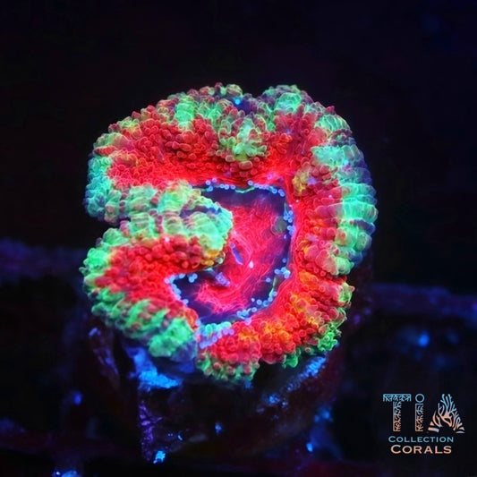 Violet Pink Blue Ring Rainbow Acan