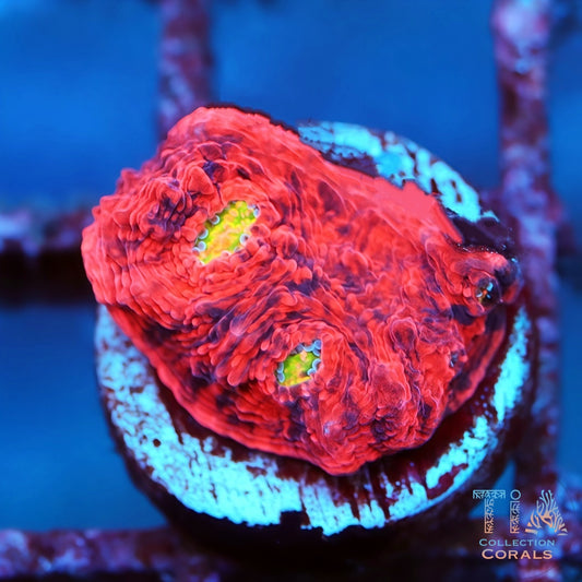 WWC Flamethrower Chalice