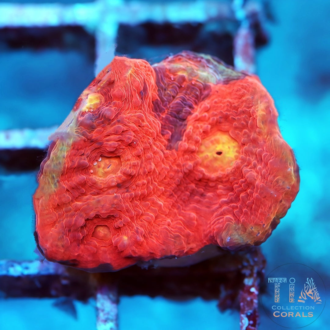 Cáliz de vals del pavo real