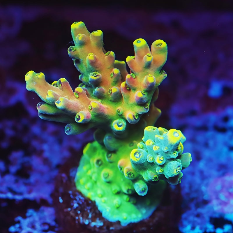 出售鹿角珊瑚– 优质SPS 珊瑚碎片和珊瑚群– TIA Corals