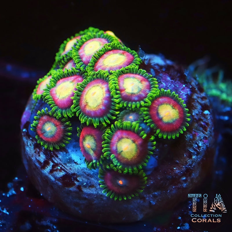 WWC Pixie Dust Zoanthids, soft coral