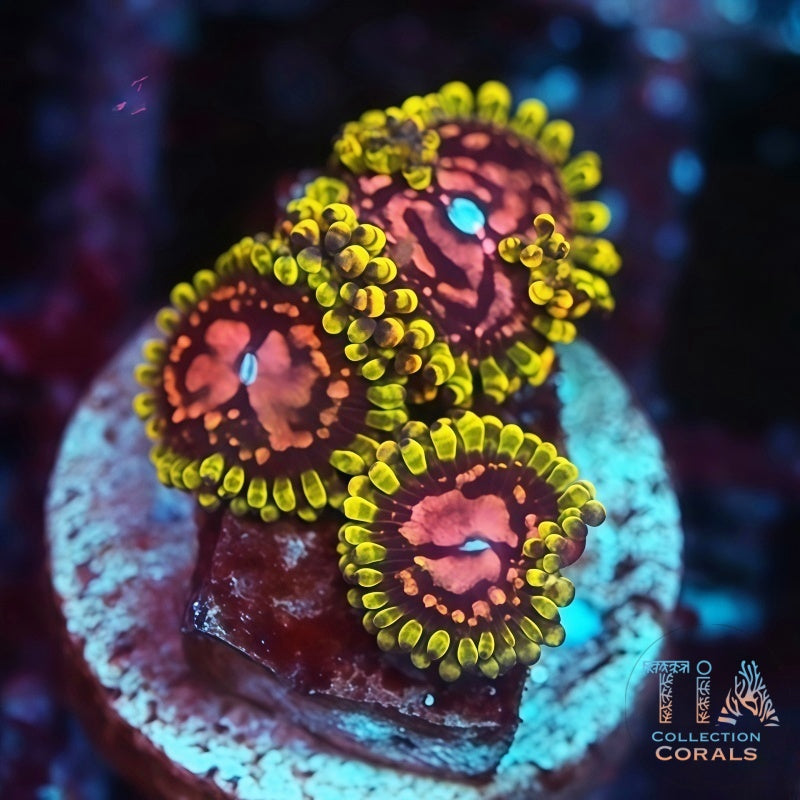 WWC Purple Monster Zoanthids, soft coral