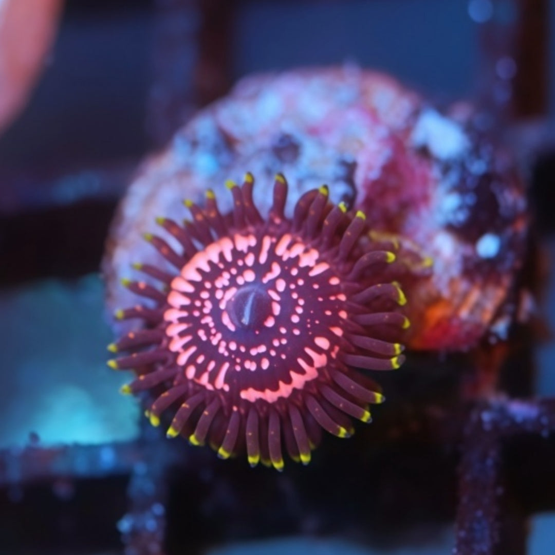 WWC Tasers Zoanthids