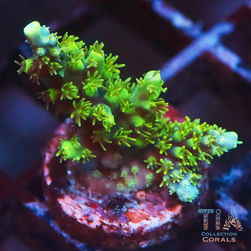 绿粘液鹿角珊瑚碎片
