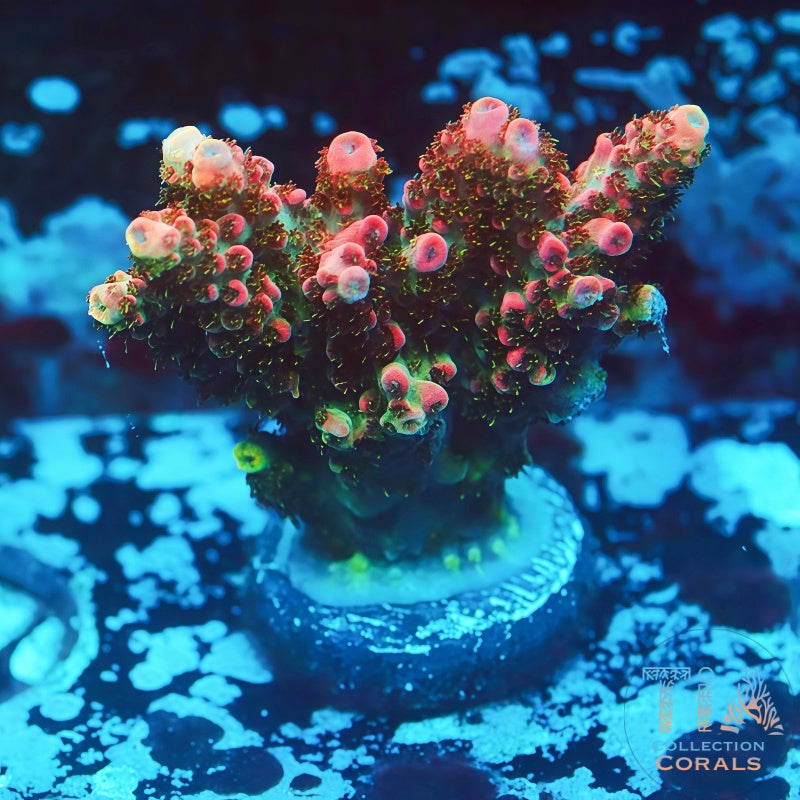 WWC Heartbreaker Acropora - Live SPS Coral for Sale | TIA Coral