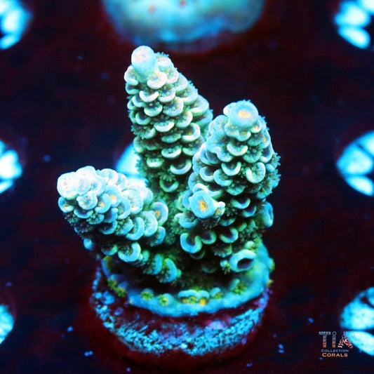 Glow Spore Acropora Tenuis
