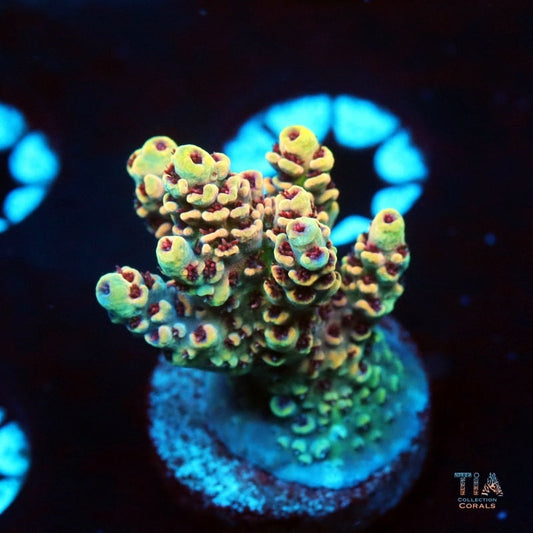 TSA Rainbow Sherbet Acropora