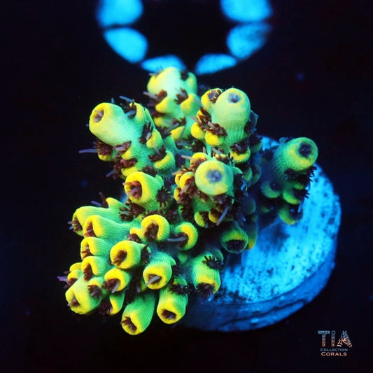 Lemon Pop Acropora Microclados
