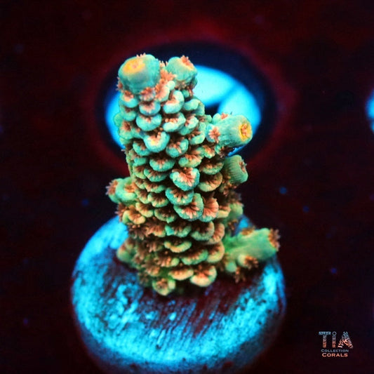 Electric Glaze  Acropora Tenuis