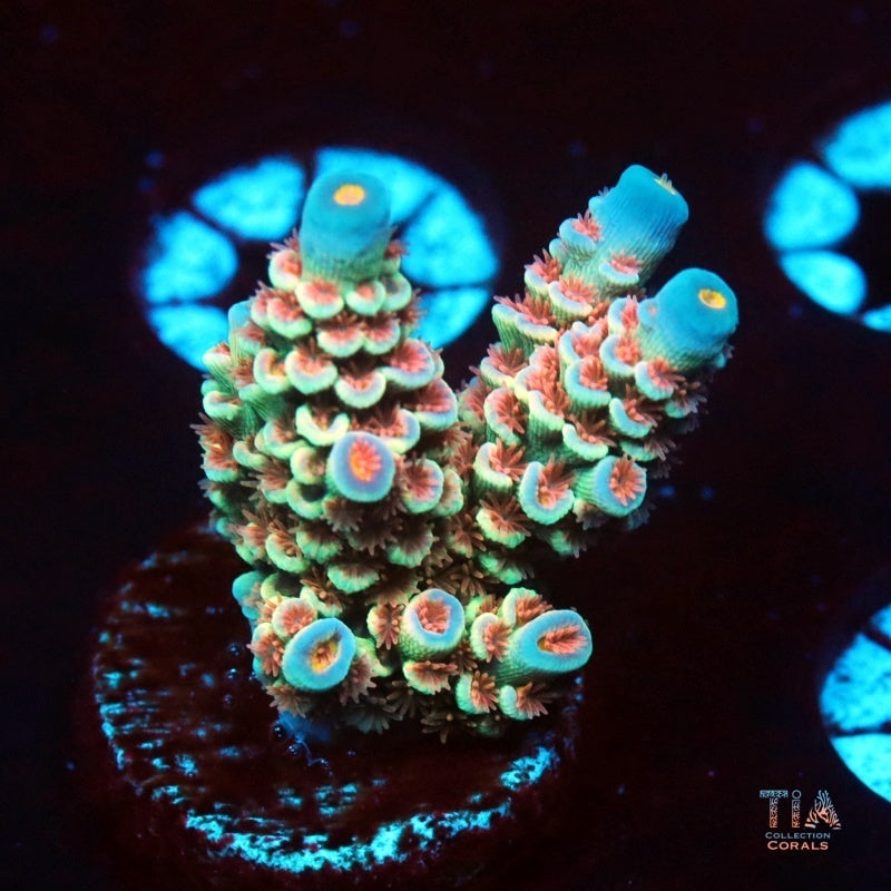 Electric Glaze Acropora Tenuis