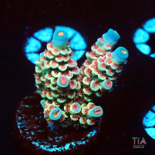 Electric Glaze Acropora Tenuis