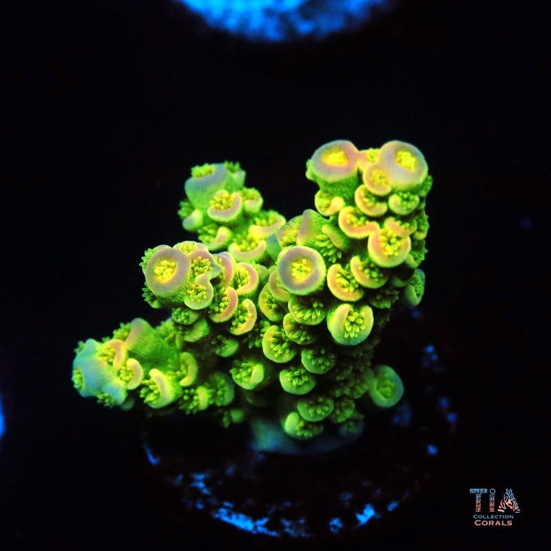 Neon Bloom Acropora Tenuis