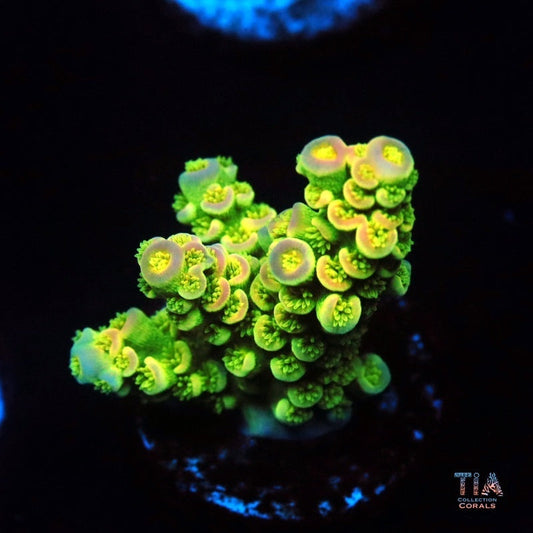 Neon Bloom Acropora Tenuis