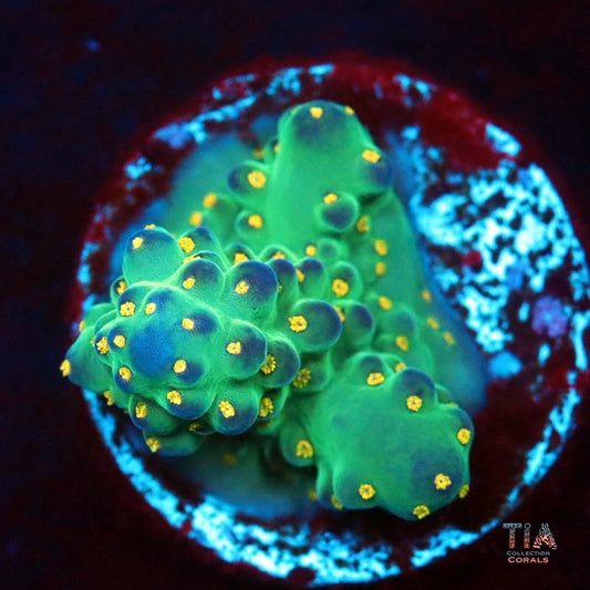Emerald Sunburst Acropora