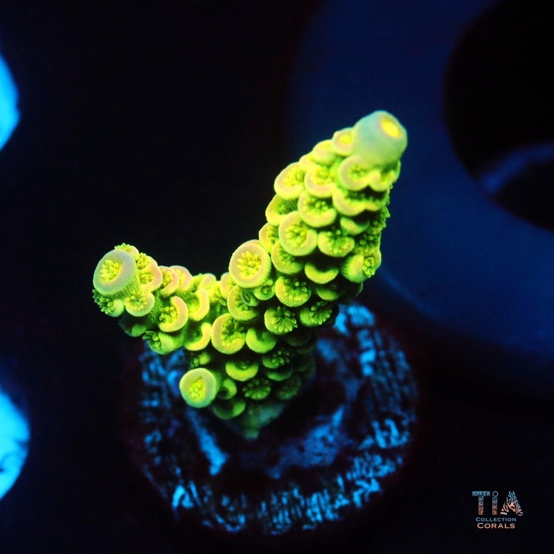 Neon Bloom Acropora Tenuis b
