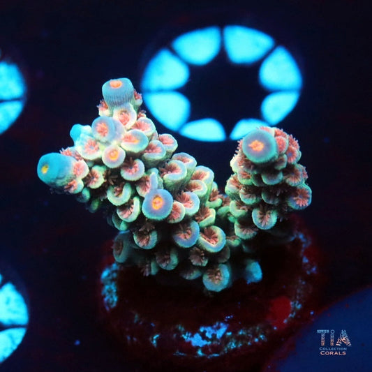 Electric Glaze Acropora Tenuis b