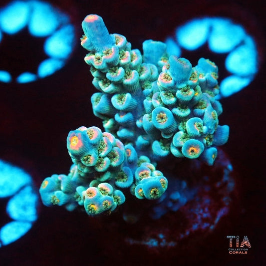 Lucid Shell Acropora Tenuis