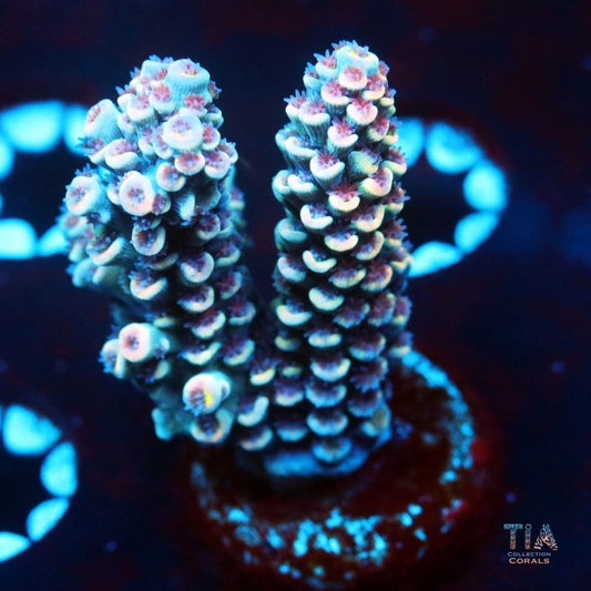 Glacier Chant Acropora Tenuis