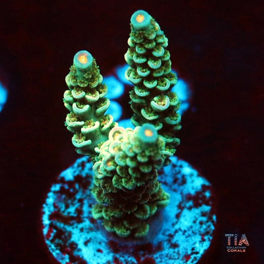 Neon Petal Acropora Tenuis