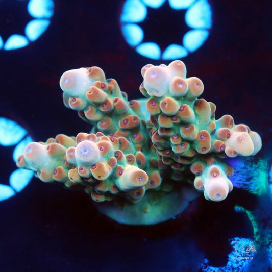 Peach Vortex Acropora Loripes