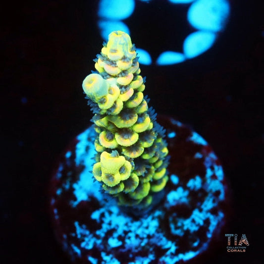 Chromaflare Acropora Tenuis Frag