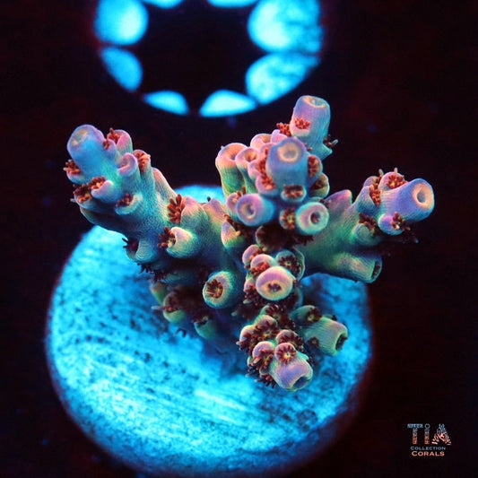 Nebula Selago Acropora Frag