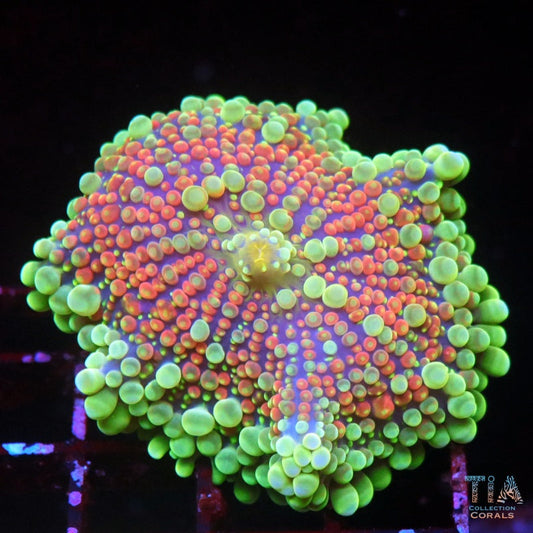 Neon Carnival Mushroom(Yuma)