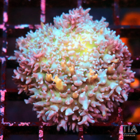 Golden Quartz Bounce Mushroom