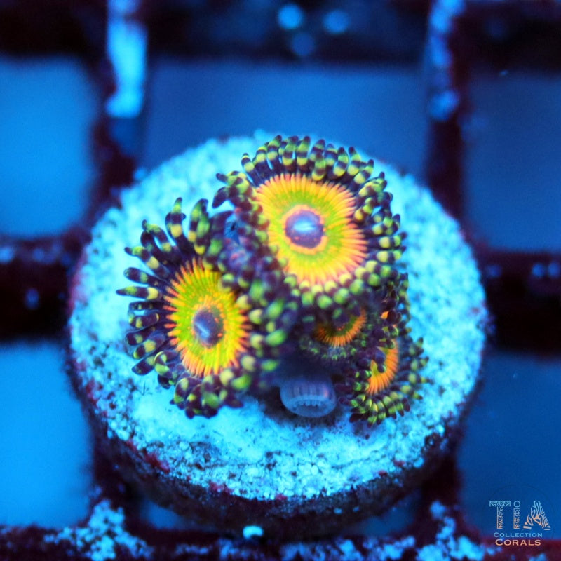 Zoanthids hiperjubileo