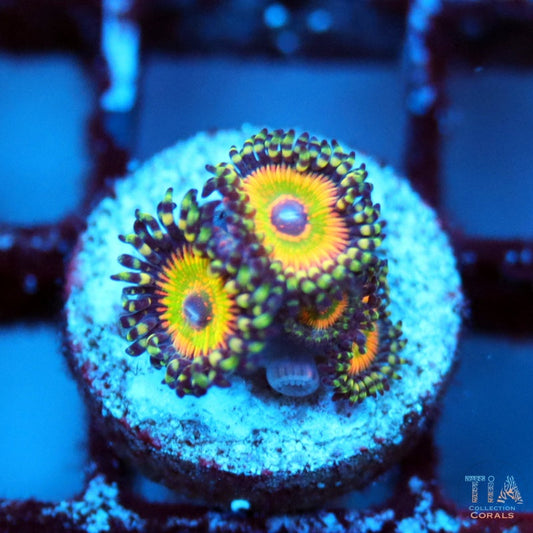 Hyper Jubilee Zoanthids