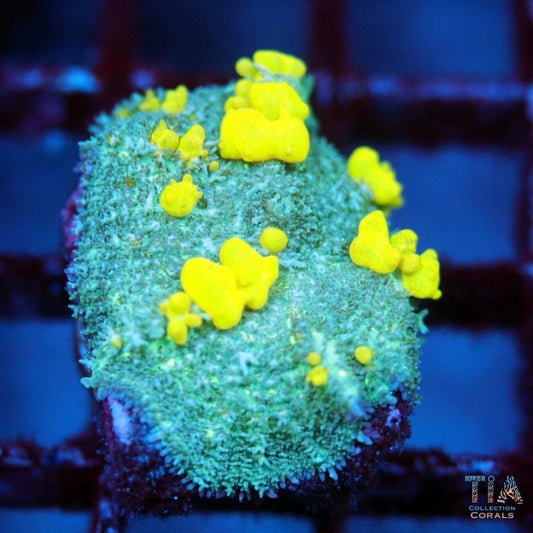 Golden Meadow Bounce Mushroom