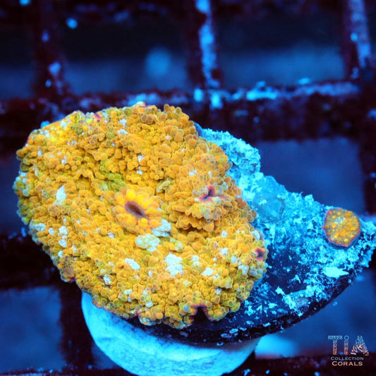 Gold Rush Mushroom