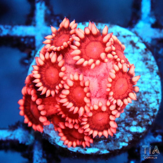 Crimson Flame Goniopora