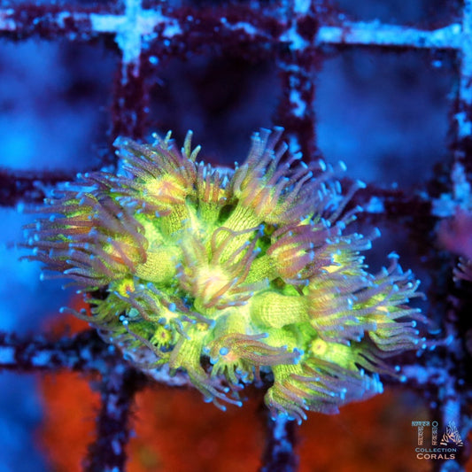 Neon Glitter Goniopora