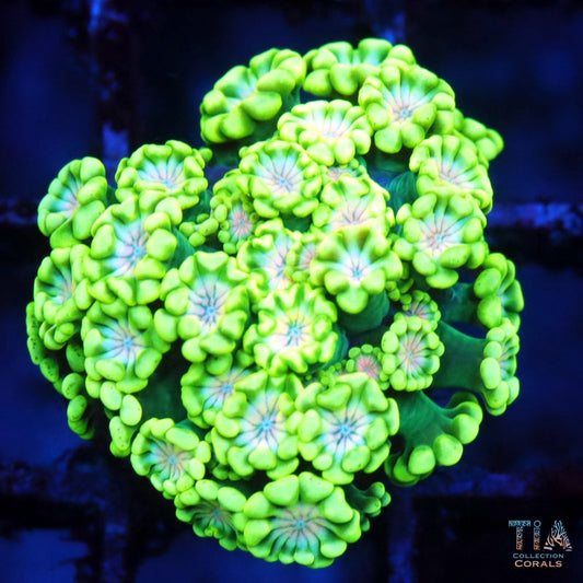 Emerald Glow Alveopora