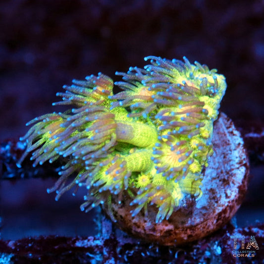 Neon Glitter Goniopora