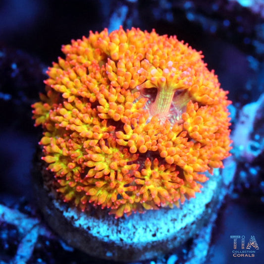 Firestorm Bernardpora