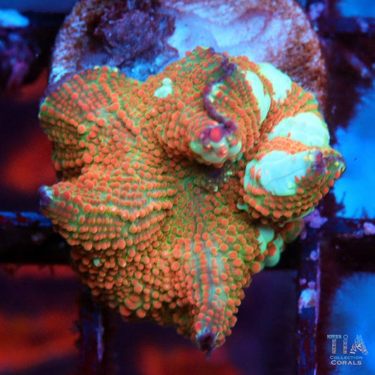 Mint Blaze Mushroom