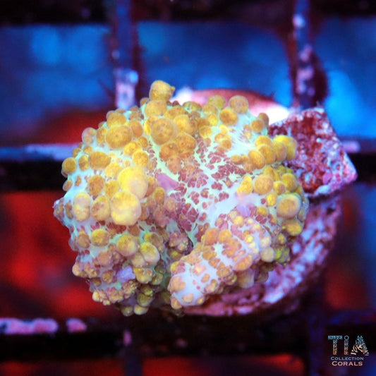 Citrine Bounce mushroom