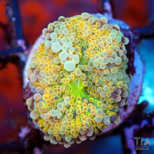 Golden Yuma Mushroom