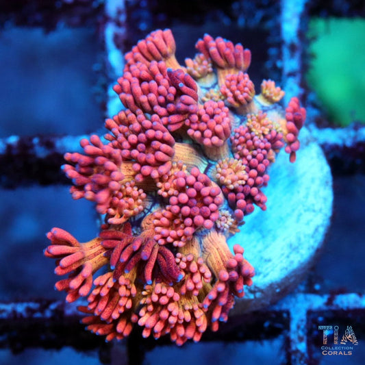 Mandarin Goniopora