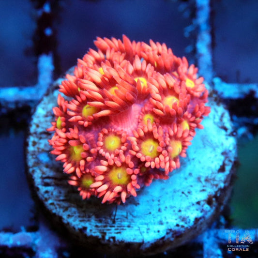 Sunfire Blossom Goniopora