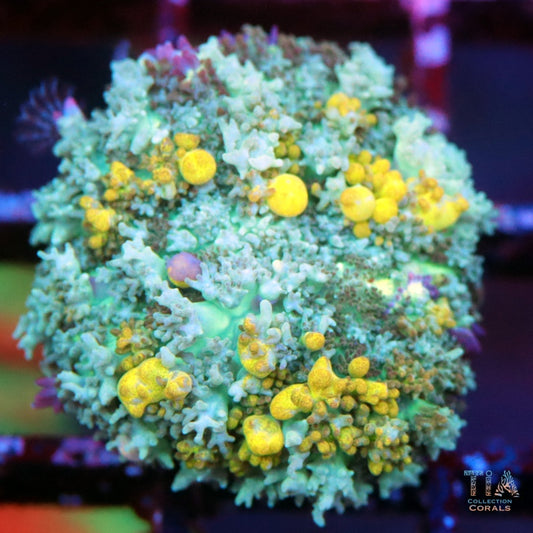 Verdan Fern Bounce Mushroom